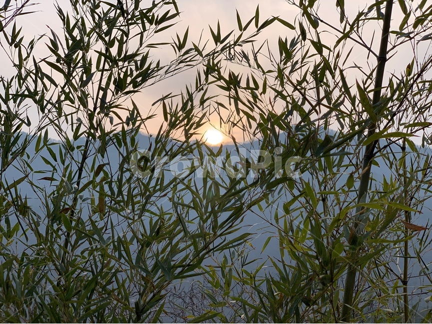 노을,해,자연,풍경,일몰,식물,자연,plants,nature
