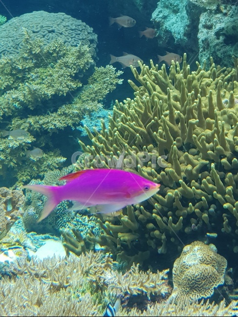 열대어,바다,스노우쿨링,바다속,물고기,동물,animal,어류,물고기,fish