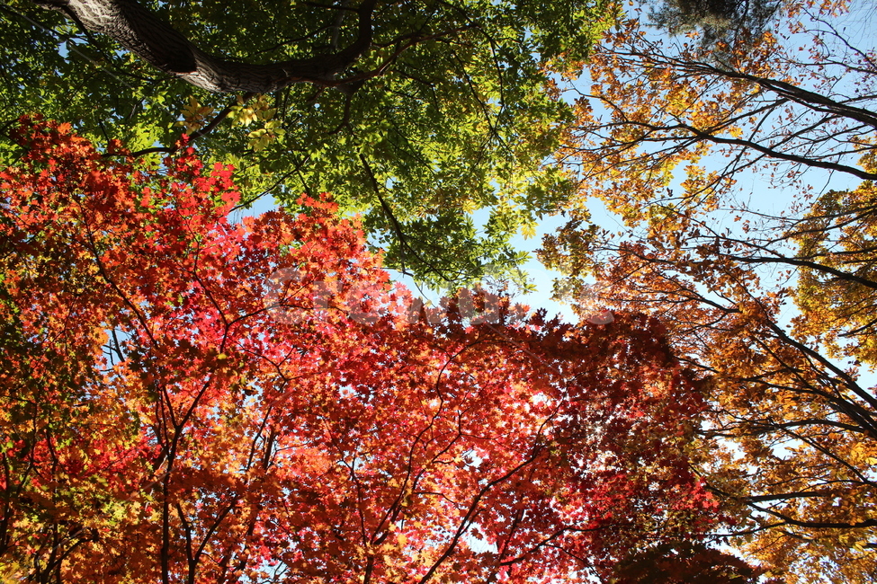 가을,단풍,산,숲,autumn,maple,forest,fall,계절,season