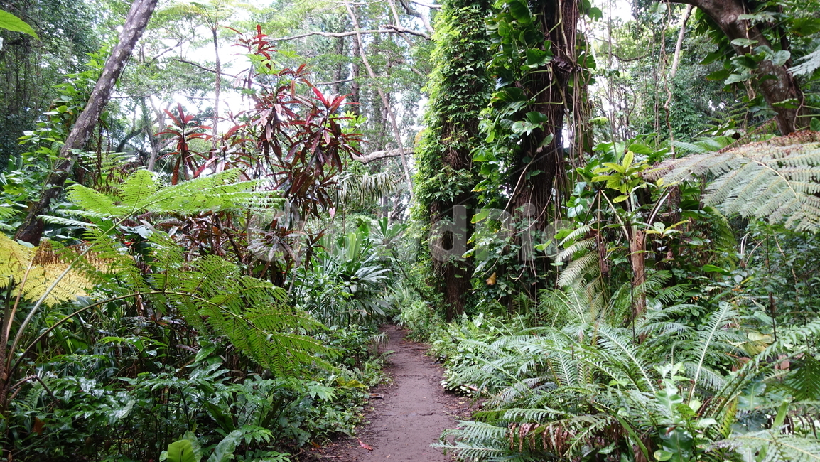 jungle,rainforest,정글,열대우림,숲,forest,green,초록