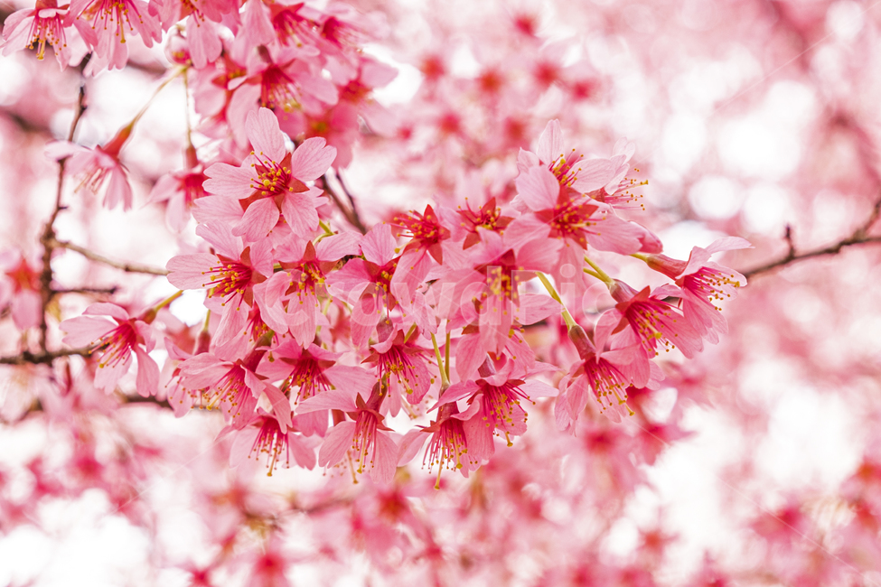 plant,식물,blossom,꽃,flower,봄,벚꽃,나무,확대,핑크,분홍,화사한,햇빛,빛,closeup,pink,spring,cherry,bloom,fresh,sun,light,tree,식물,자연,plants,nature,꽃,flower