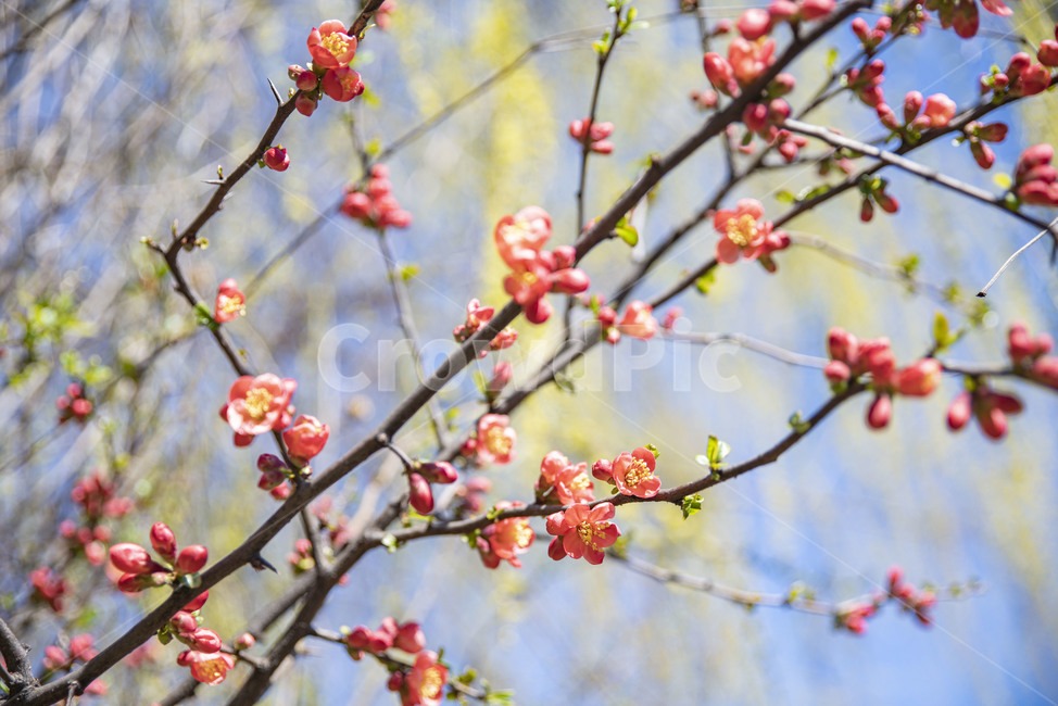 봄꽃,빨강,꽃나무,빨강꽃,plant,식물,flower,꽃,blossom,식물,자연,plants,nature,꽃,flower