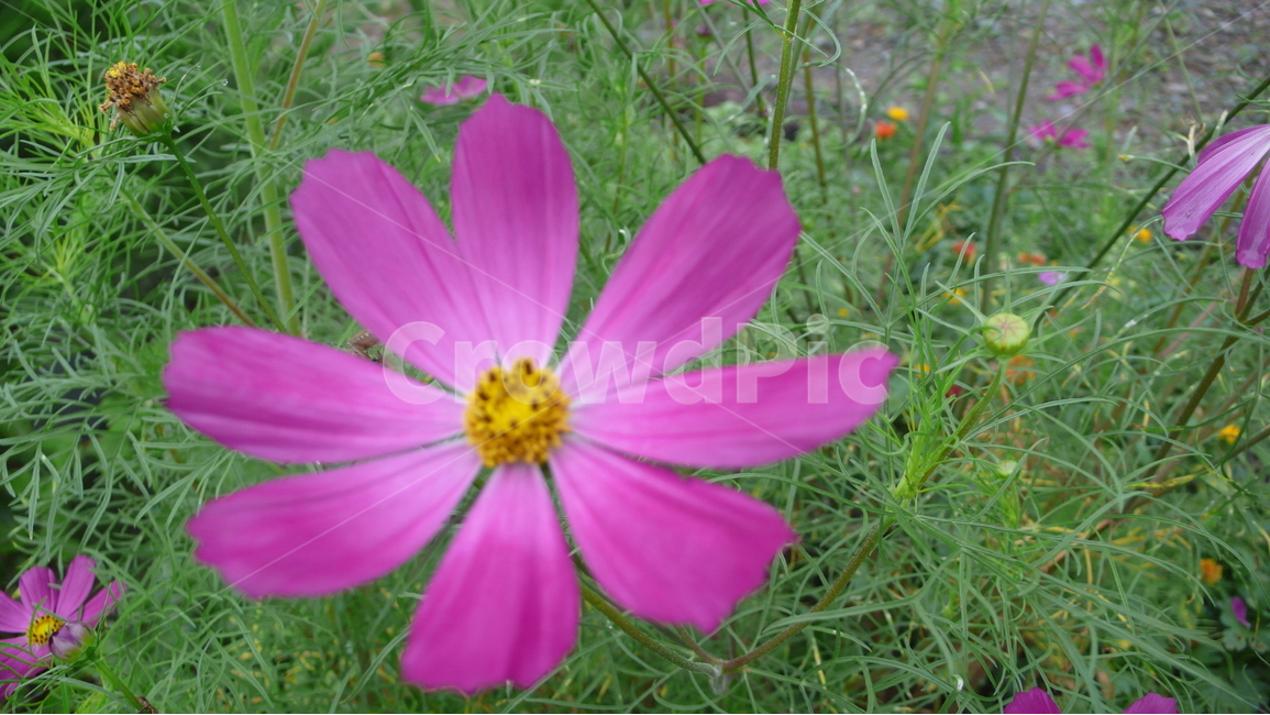 코스모스,자연,꽃,분홍색,가을,식물,자연,plants,nature,꽃,flower