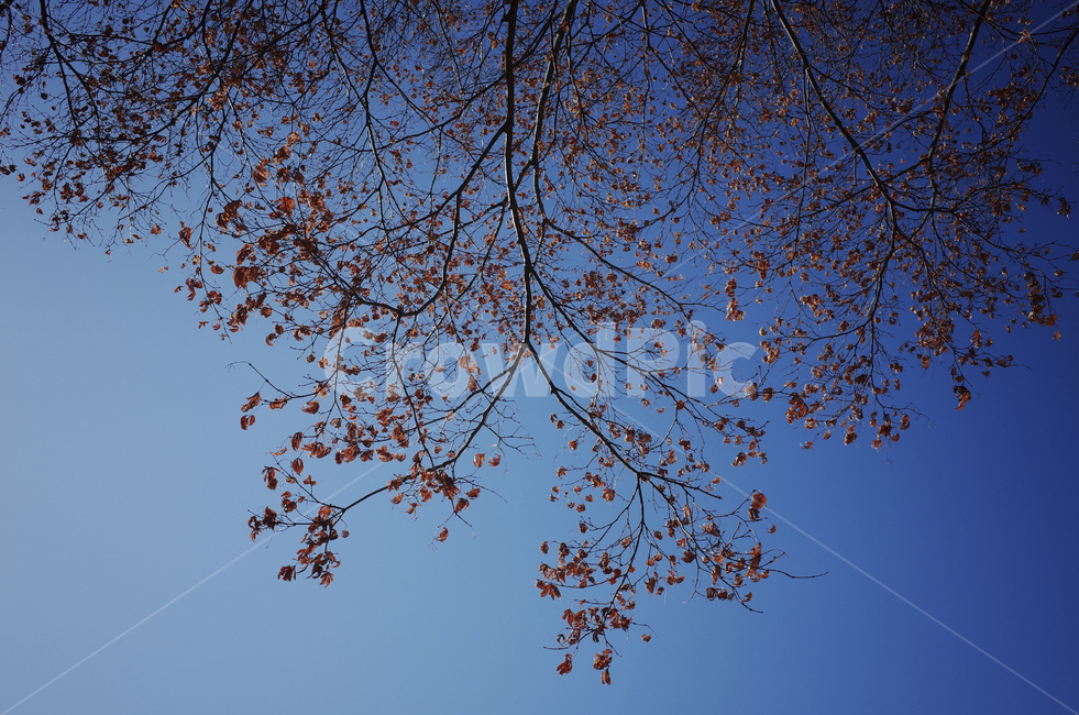 tree,나무,plant,식물,treetrunk,나무줄기,나뭇가지,하늘,sky,blue,파란하늘,푸른하늘,파란,푸른,단풍,단풍나무