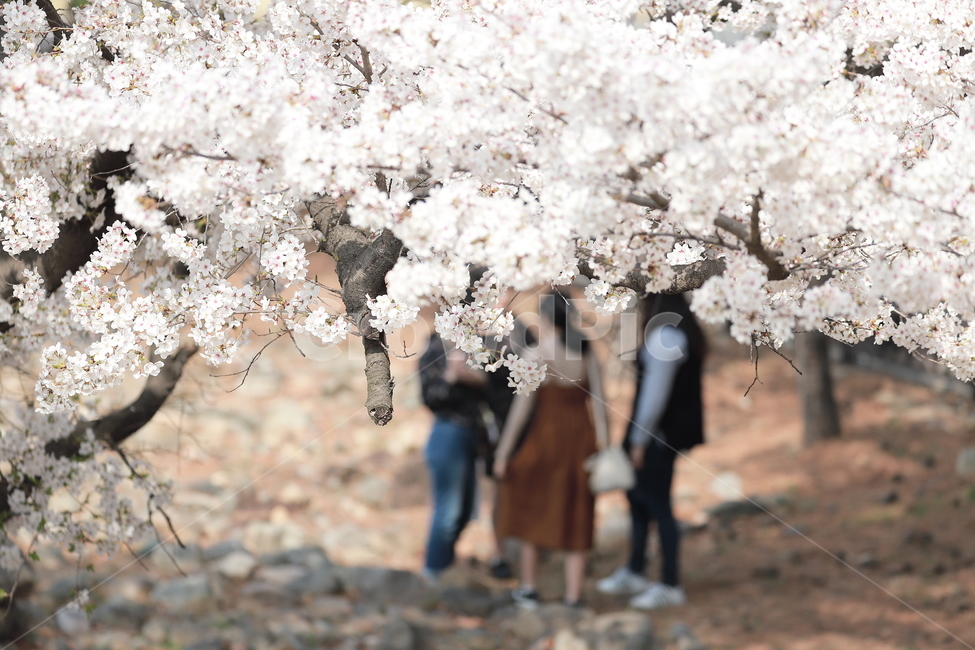 벚꽃,봄꽃,꽃놀이,봄,꽃,분홍,캠퍼스,나들이,봄나들이,벚꽃엔딩,공원,park,campus,pink,flower,cherryblossom,spring,봄,계절,spring,season,식물,자연,plants,nature,꽃,flower,사람들,대중,군중,other people,crowd,축제,행사,festival,carnival,event,plant,blossom