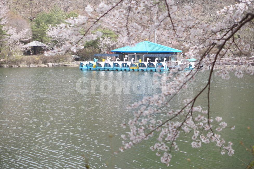 벚꽃,마이산,호수,봄,흐림,풍경,산,봄,계절,spring,season,자연,풍경,nature,landscape,한국자연풍경,한국자연경관,korea nature landscape,plant,식물,blossom,꽃,flower,cherry blossom