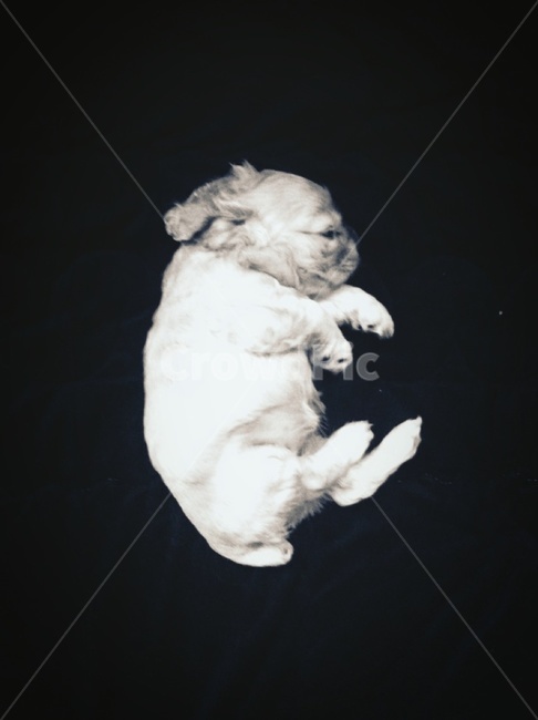 강아지,반려견,코카스파니엘,동물,가족,동물,animal,포유류,mammal,개,강아지,dog,doggy