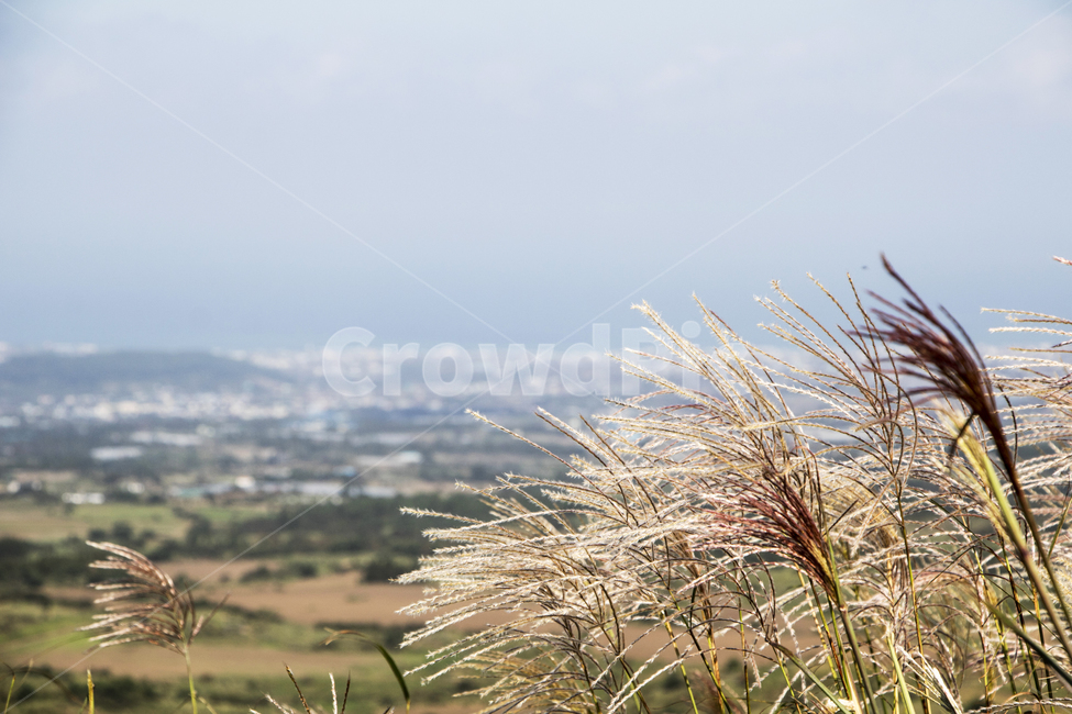 갈대,억세,나무,가을,풍경,nature,자연,outdoors,옥외,landscape,경치,vegetation,초목,plant,식물,가을,계절,fall,autumn,season,식물,자연,plants,nature,bush,부시,scenery