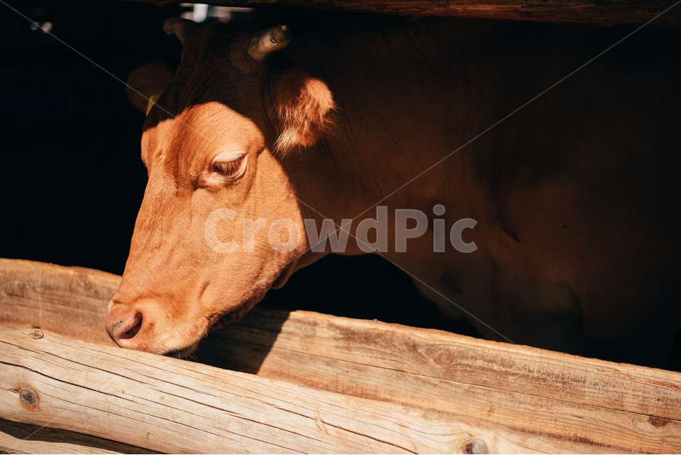 소,cow,동물,목장,눈,동물,animal,포유류,mammal,산업,industry,industrial,목축업,목장,livestock farming,ranching,pasture