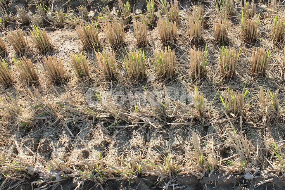 논,자연,nature,볏단,볏짚,ricesheaf,sheafofrice,ricepaddy,ricefield,추수,가을,계절,fall,autumn,season,농업,농사,agriculture,farming,farming industry,plant,식물,grass,잔디,lawn,agropyron,아그로 피론
