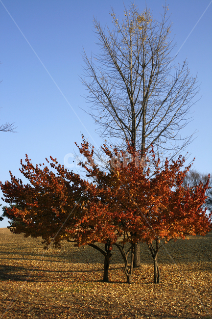 가을,단풍,풍경,나무,낙엽,가을,계절,fall,autumn,season,tree,plant,식물