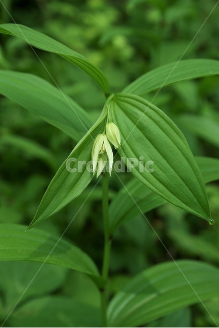 큰애기나리,중애기나리,백합과,여러해살이풀,야생화,식물,자연,식물,자연,plants,nature
