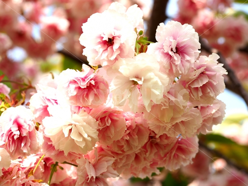 봄,flower,겹벚꽃,벚꽃,봄사진,봄,계절,spring,season,식물,자연,plants,nature,꽃,flower,plant,blossom