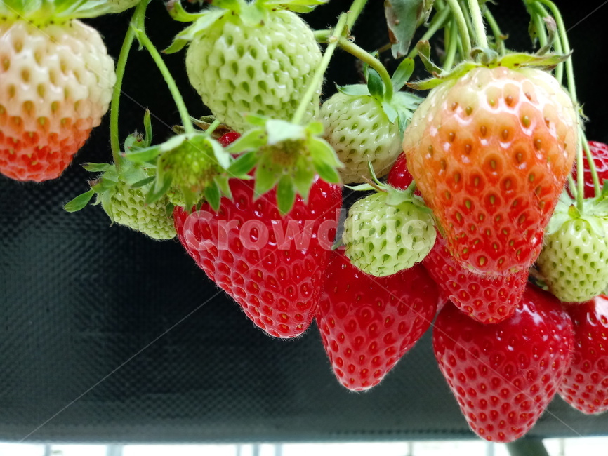 딸기,빨간열매,식물,strawberry,장미과,과일,농산물,과일,열매,fruit