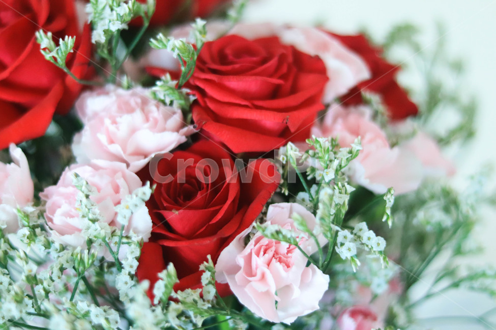 꽃,장미,안개꽃,빨간장미,분홍장미,아름다운,꽃,flower