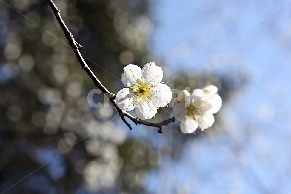 매화,매화꽃,꽃,꽃잎,봄꽃,봄,식물,자연,공원,식물,자연,plants,nature,꽃,flower