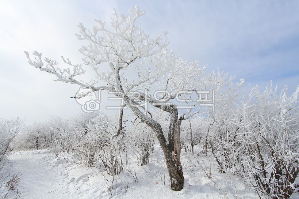 겨울,눈꽃,상고대,설경,눈,서리,하늘,자연,추위,하얀,나무,야외,옥외,outdoors,nature,sanggodae,cold,snow,snowflower,snowscene,tree,white,winter,frost