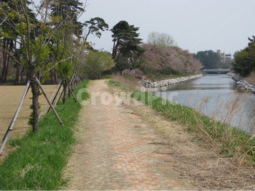 경포대,벚꽃,연못,강릉,대한민국,한국,gyeongpodae,cherryblossoms,pond,gangneung,republicofkorea,southkorea,자연,풍경,nature,landscape,outdoors,옥외,water,물