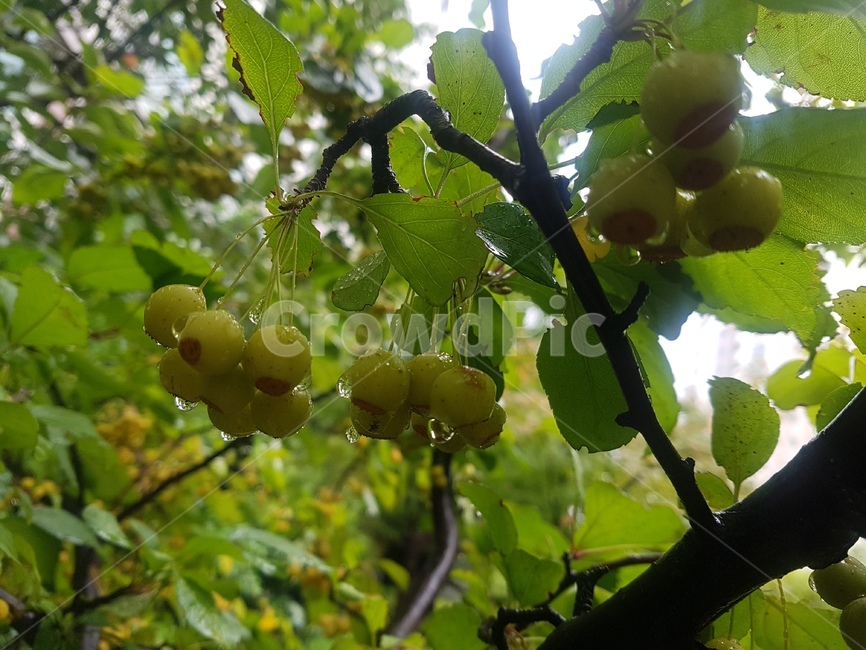 식물,plant,열매,과일,유실수