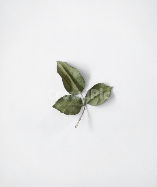 나뭇잎,잎,드라이플라워,소품,데코,말린잎,prop,object,leaves,leaf,dryplan,decoration,whitebackground,식물,자연,plants,nature,누끼,remove background