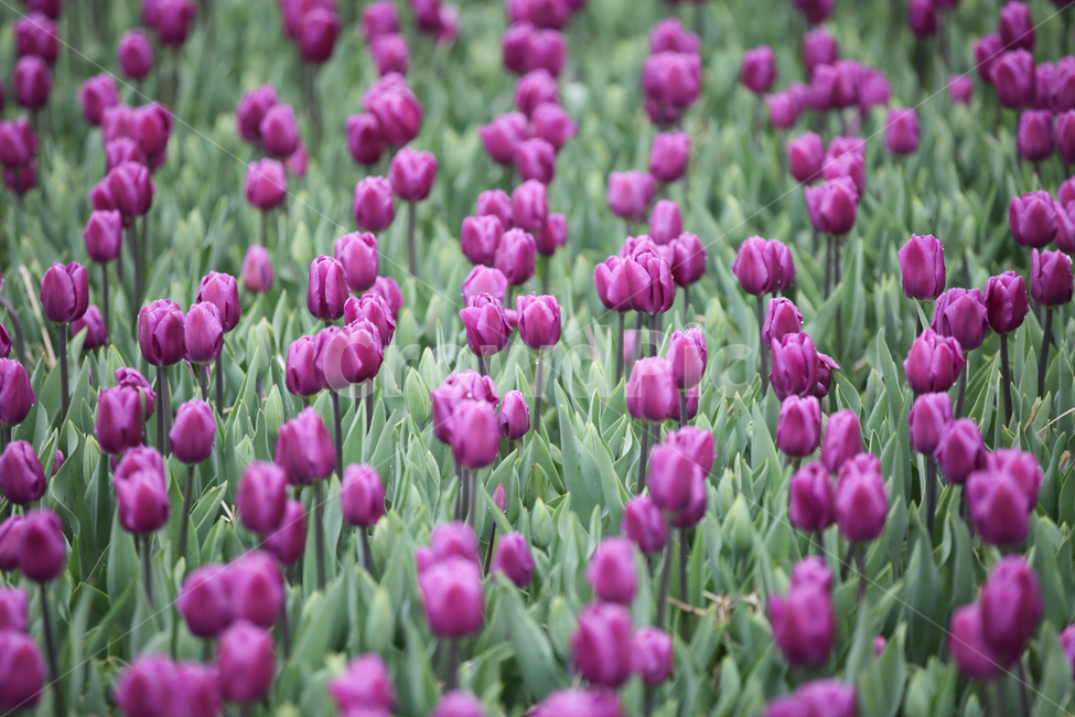 튤립,튤립축제,태안튤립축제,tulip,백합목,백합과,봄꽃,봄,계절,spring,season,식물,자연,plants,nature,꽃,flower,plant,blossom