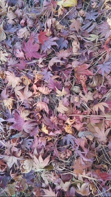단풍,leaf,잎,plant,식물,tree,나무,maple