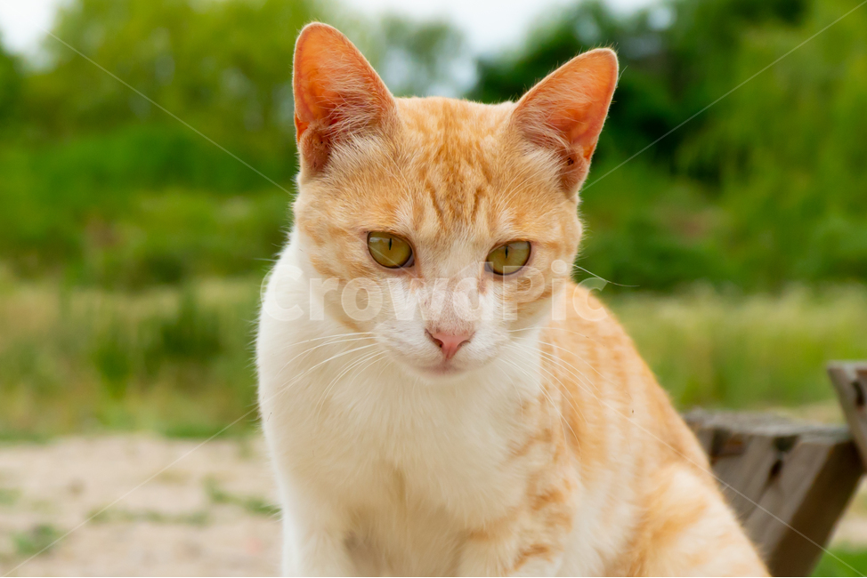 고양이,길고양이,길냥이,동물,애완동물,자연,생명,야생,야생동물,포유류,노랑이,얼룩이,애교,cat,kitty,kitten,neko,gato,streetcat,wildcat,wildanimal,cute,lovely,beauty,nature,pet,animal