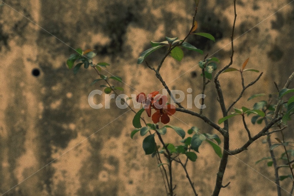 plant,식물,자연,꽃,나무