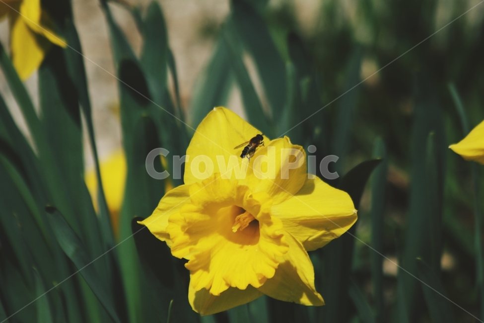 꽃,식물,flower,blossom,plant
