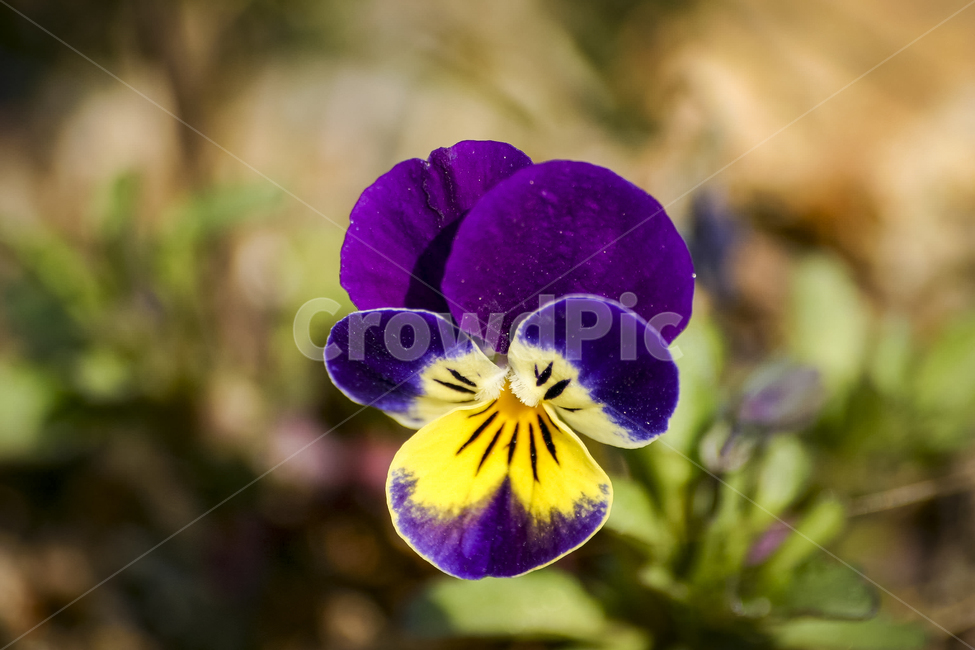봄,꽃,팬지,개화,보라색,pansy,봄,계절,spring,season,식물,자연,plants,nature,꽃,flower,plant,blossom,iris,아이리스