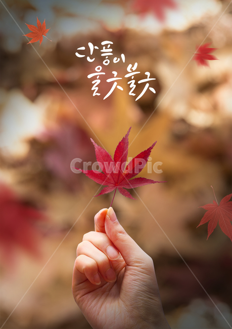 단풍,단풍잎,캘리,캘리그라피,손글씨,붓글씨,가을,감성,가을,계절,fall,autumn,season,사람,인물,인간,human,person,신체일부,몸,body,캘리그라피,손글씨,calligraphy,leaf,잎,plant,식물,tree,나무