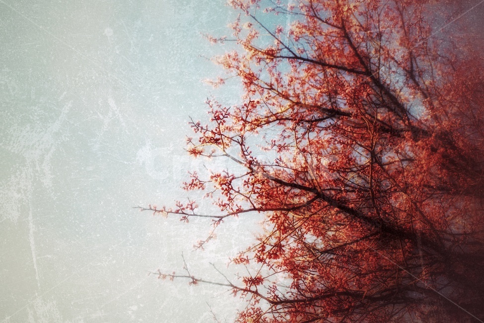 꽃이핀나무,꽃나무,붉은색꽃나무,푸른하늘,나무,flowertree