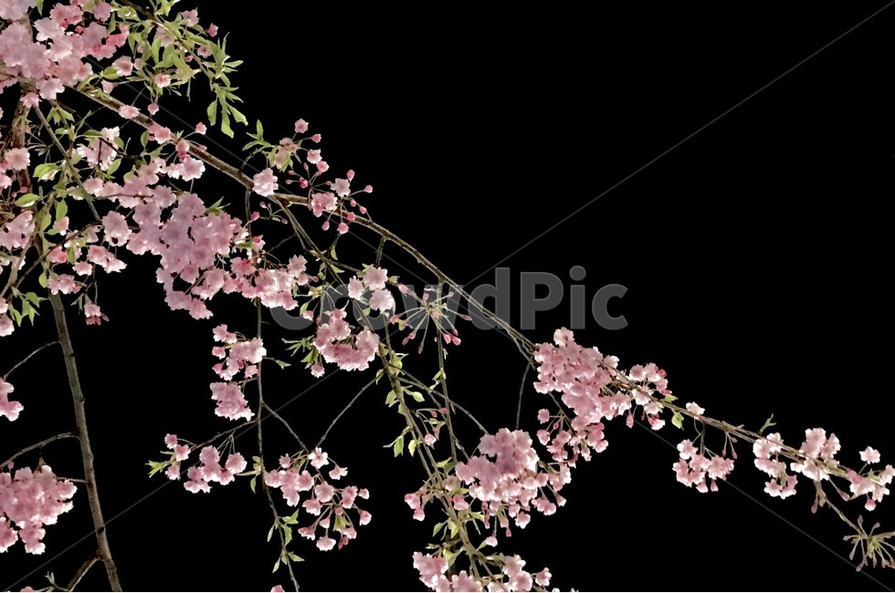 벚꽃,꽃,나무,cherryblossom,tree,flower,감성,감성사진,sensible,feelling,봄,계절,spring,season,식물,자연,plants,nature,꽃,flower,plant,blossom,cherry blossom