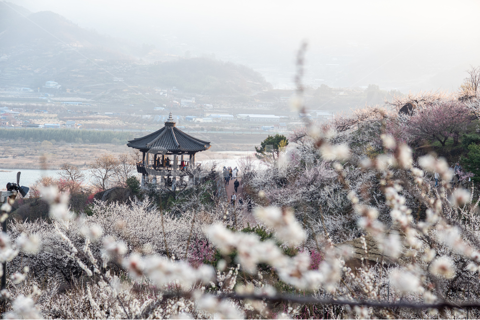 광양,홍쌍리,매화,봄,꽃,flower,꽃밭,식물,봄,계절,spring,season