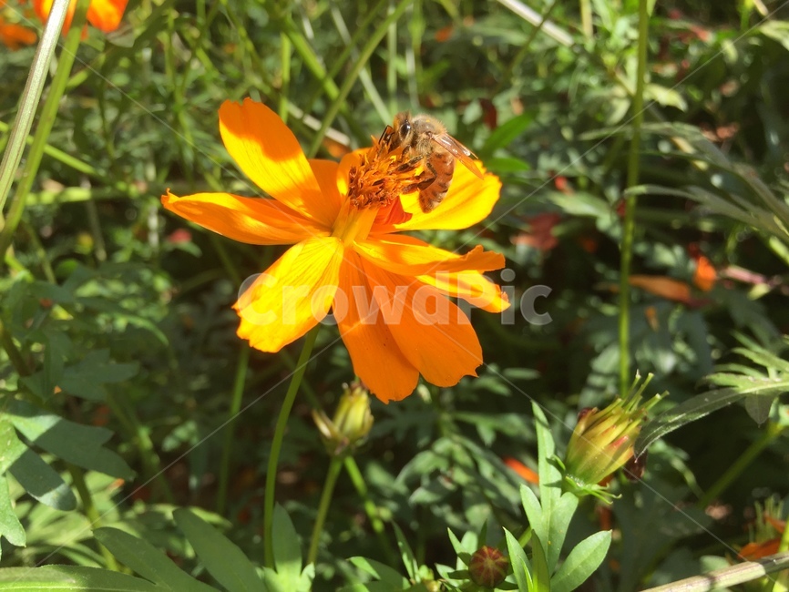 plant,식물,벌,bee,곤충,노란색