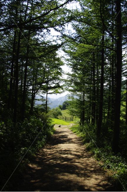 나무,식물,초록,여름,숲,자연,tree,길,자연,풍경,nature,landscape