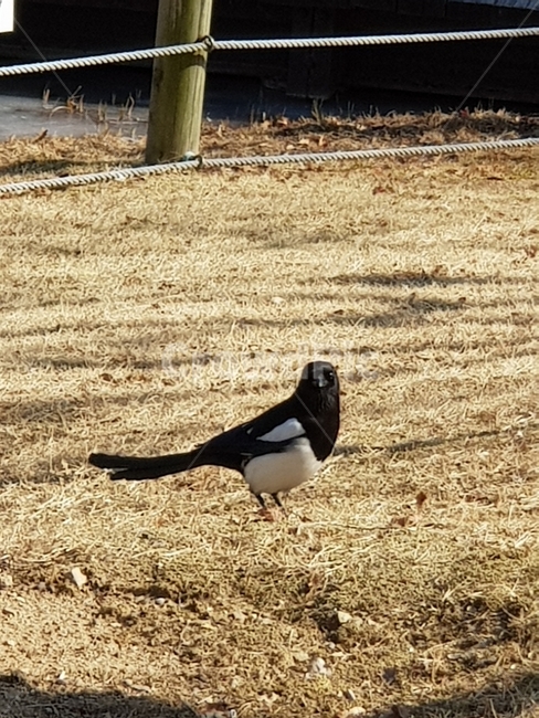 까치,공원,겨울,소식,손닝,새,잔디,동물,animal,조류,새,birds