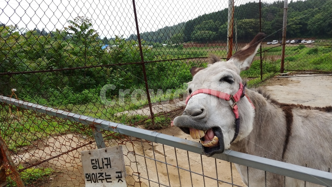 당나귀,동물,코믹,당근,웃음