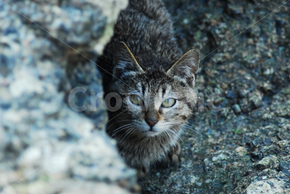 boundary,wild cat,cat,animal