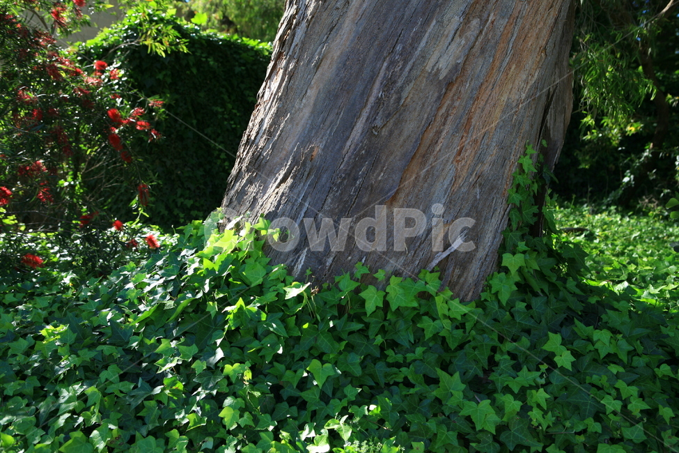나무,담쟁이,ivy,식물,덩쿨,숲,공원,야외,초록,자연,풍경,녹색,큰나무,tree,park,나뭇결,식물,자연,plants,nature