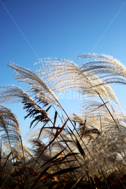 가을,갈대,풍경,억새,하늘,자연,nature,landscape,식물,plants,가을,계절,fall,autumn,season,grass,잔디,plant,lawn,reed
