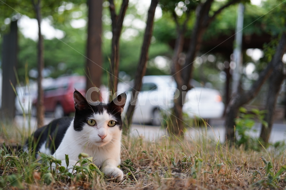 고양이,동물,포유류,길냥이,cat,animal,pet,동물,animal,포유류,mammal,고양이,cat,kitten,kitty