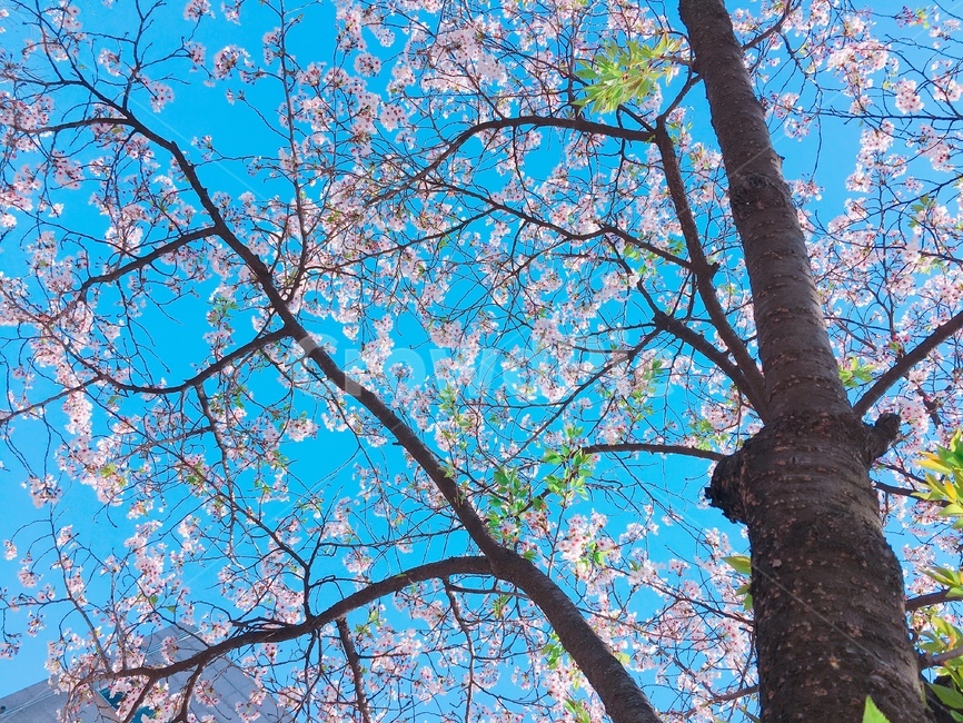 봄,하늘,벚꽃나무,벚꽃,파랑,봄,계절,spring,season,tree,나무,plant,식물,leaf,잎