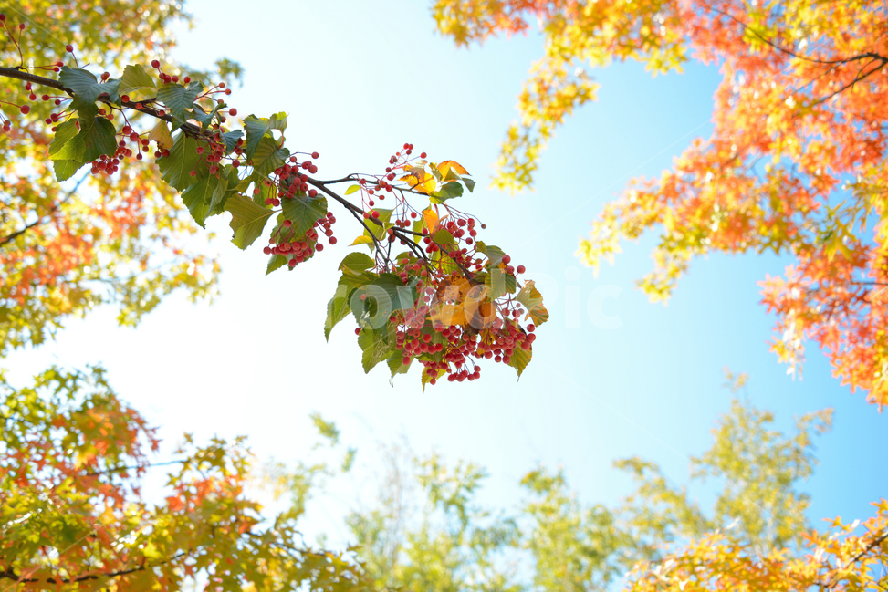 가을,단풍,대왕참나무,fall,autumn,leaf,가을하늘,단풍구경,하늘,열매,감성,sunny,sensible,따뜻한,아름다운,예쁜,beutiful,밝은,맑은날,팥배나무,가을,계절,fall,autumn,season,잎,plant,식물