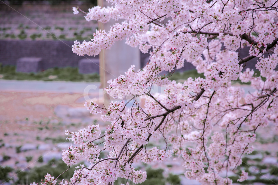 꽃,flower,봄,벚꽃,blossom