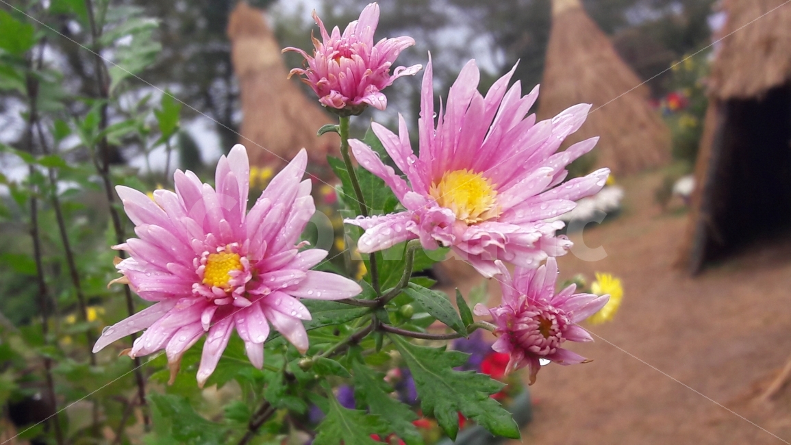 꽃,분홍,초록,빗방울,노랑,식물,자연,plants,nature,꽃,flower