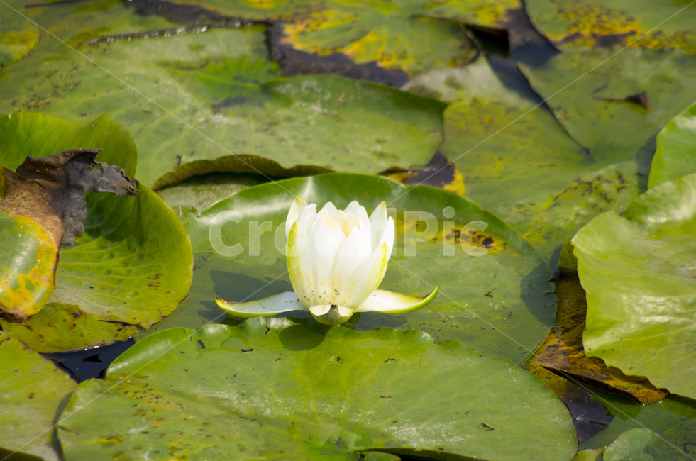 풍경,경치,감정,계절,뷰티,연꽃,여름꽃,여름,흰꽃,연잎,lotus,꽃,자연,감성