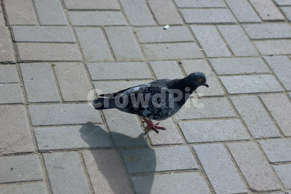 새,bird,동물,animal,비둘기,조류,새,birds