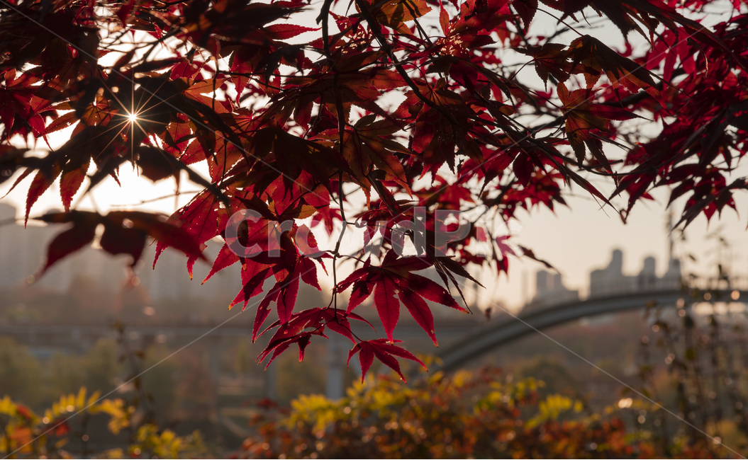 leaf,잎,plant,tree,나무,maple,단풍,가을,계절,fall,autumn,season,식물