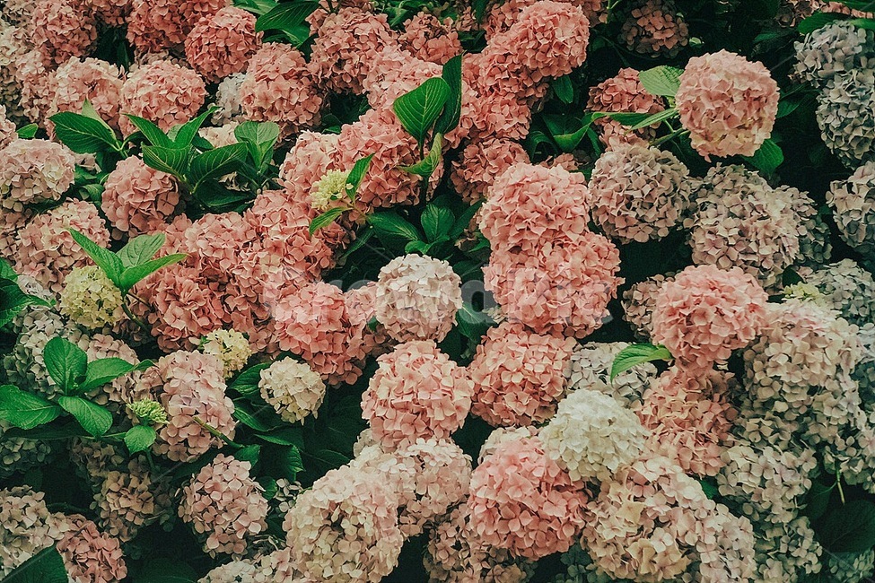 여름,수국,컬러풀,자연,식물,summer,flower,colorful,nature,plant,식물,자연,plants,nature,꽃,flower